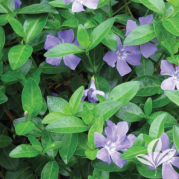 Vinca Minor
