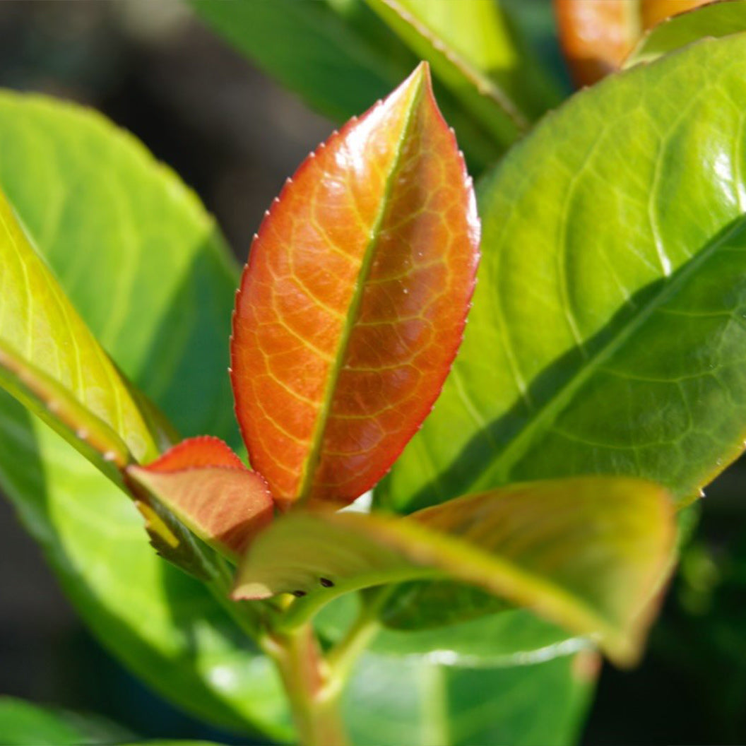 Volcano Cherry Laurel