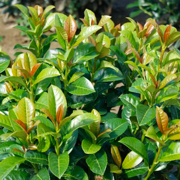 Volcano Cherry Laurel