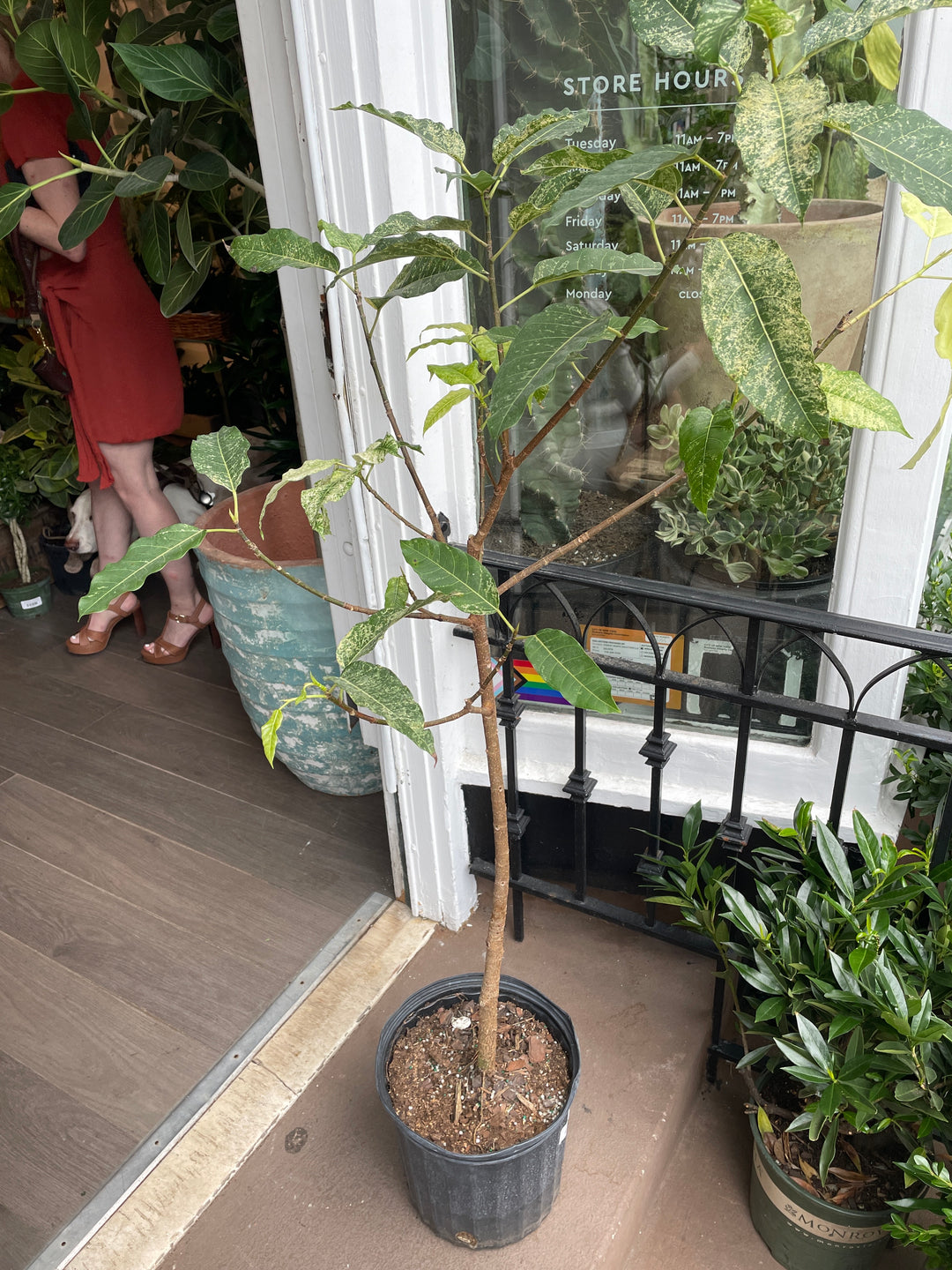 Ficus Aspera 'Clown Fig'