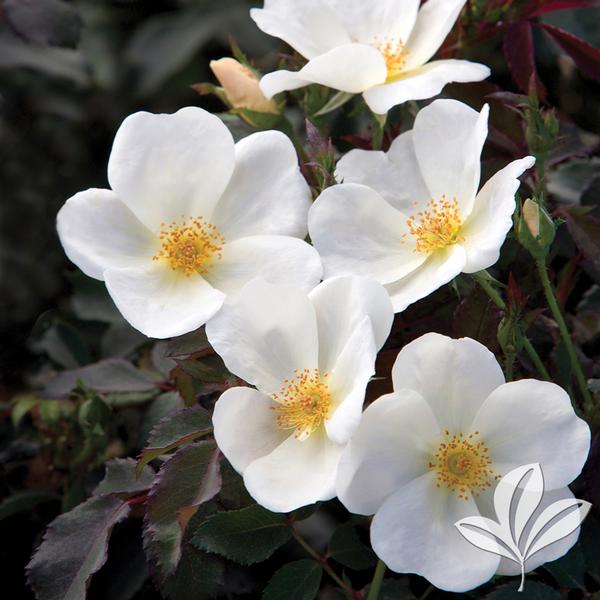 White Knock Out Rose