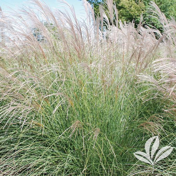 Yaku Jima Maiden Grass
