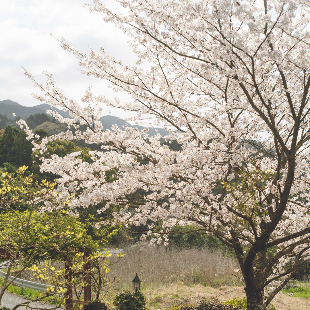 Yoshino Flowering Cherry Tree