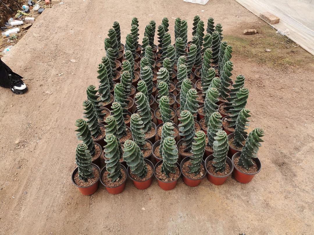 Spiral Cactus