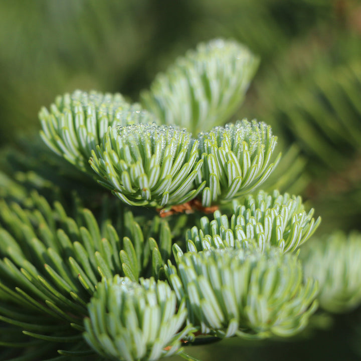 Christmas Tree Grow Kit