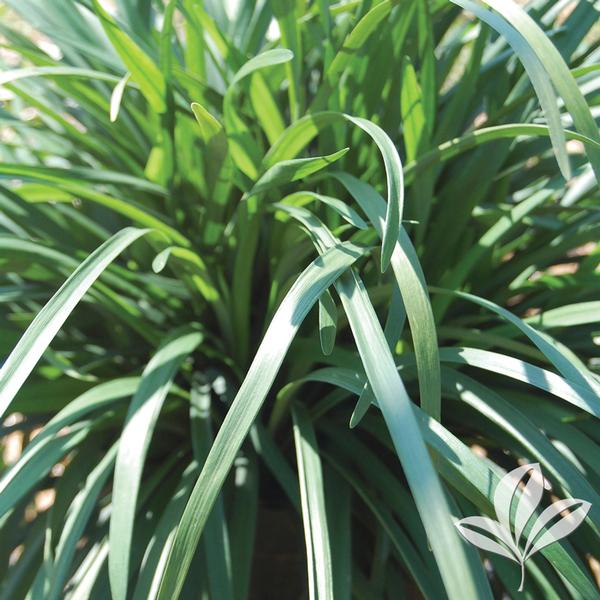 Big Blue Liriope