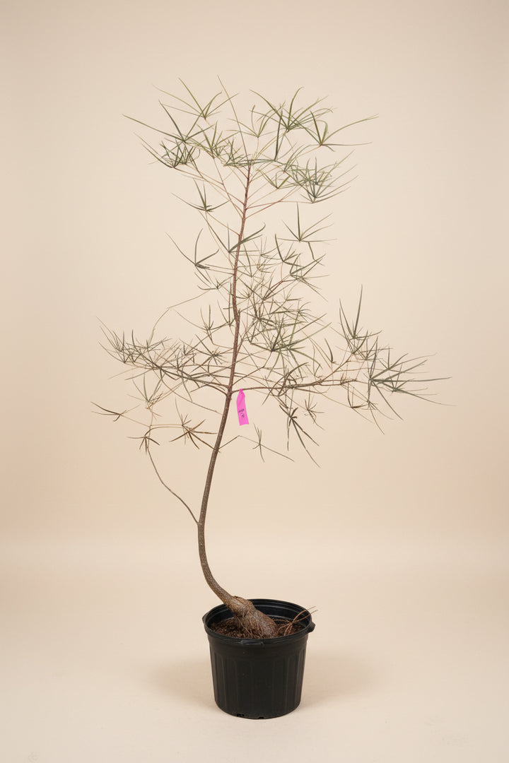 Australian Bottle Tree