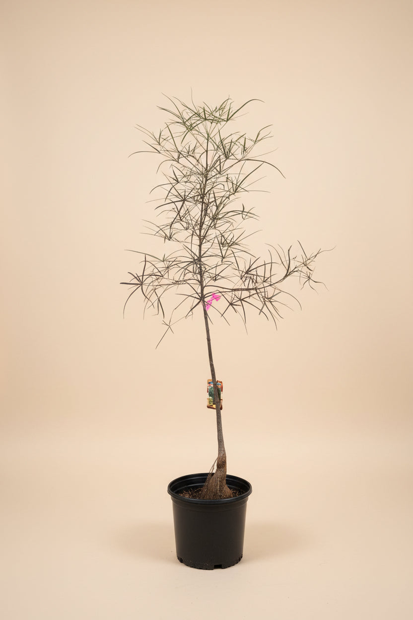 Australian Bottle Tree