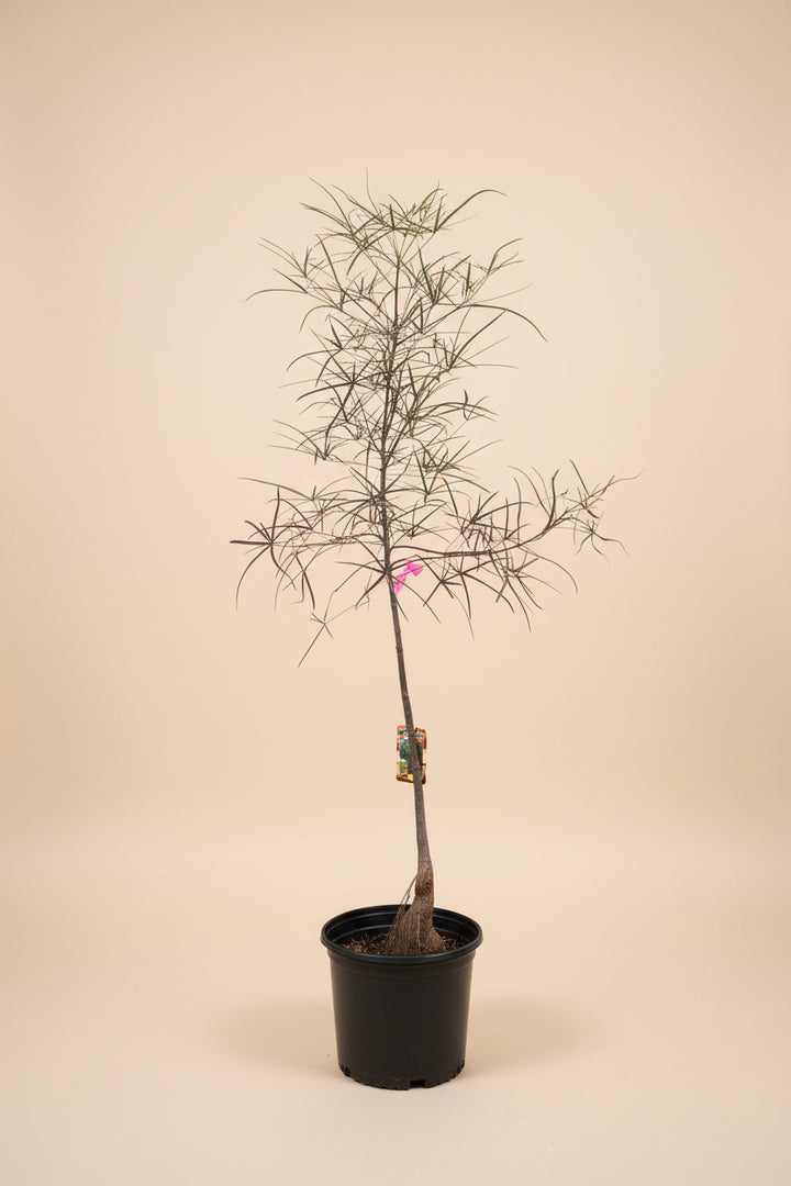 Australian Bottle Tree