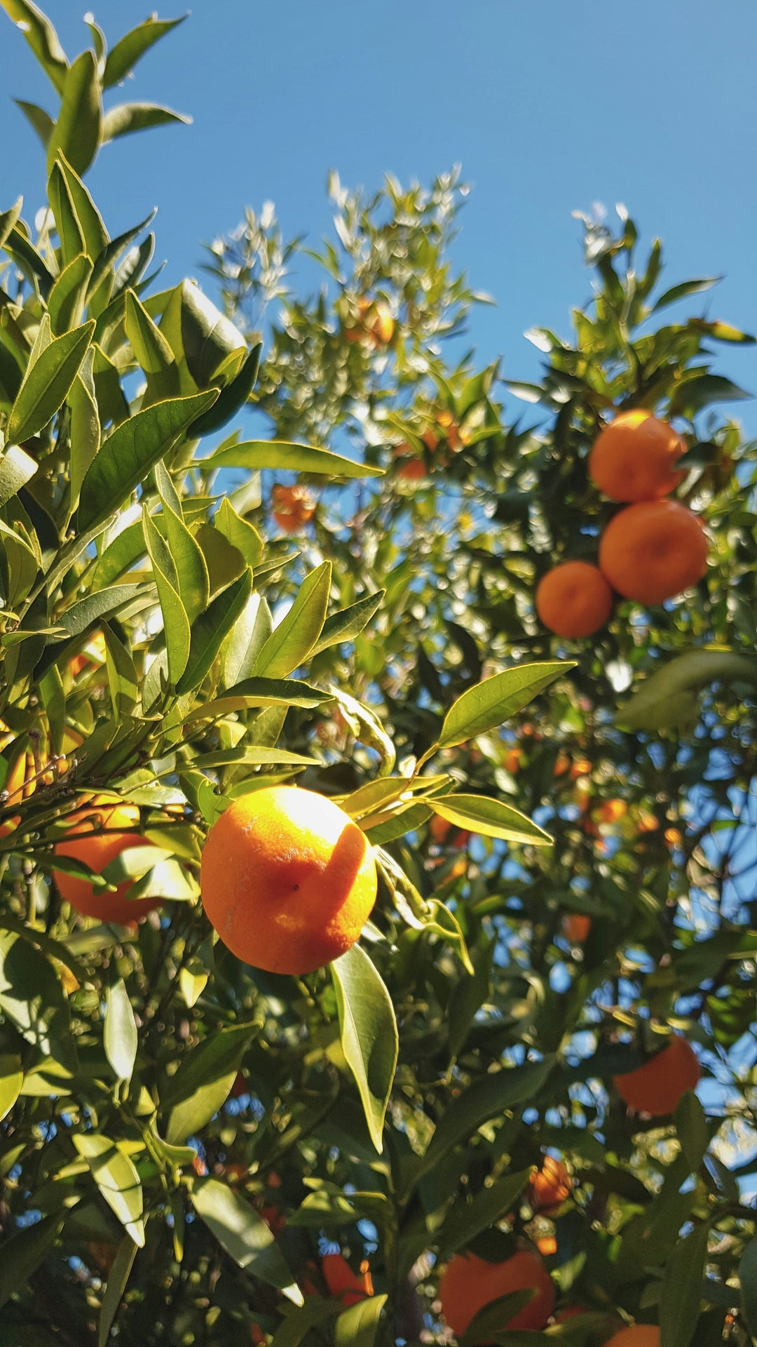 Citrus Trees