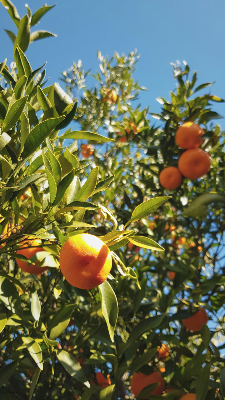 Citrus Trees