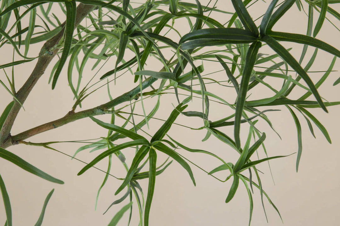 Australian Bottle Tree (Faux)