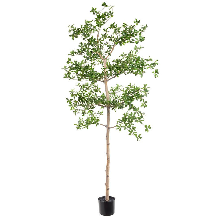 Black Olive Tree (Faux)