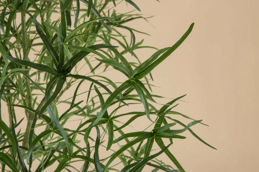 Australian Bottle Tree (Faux)