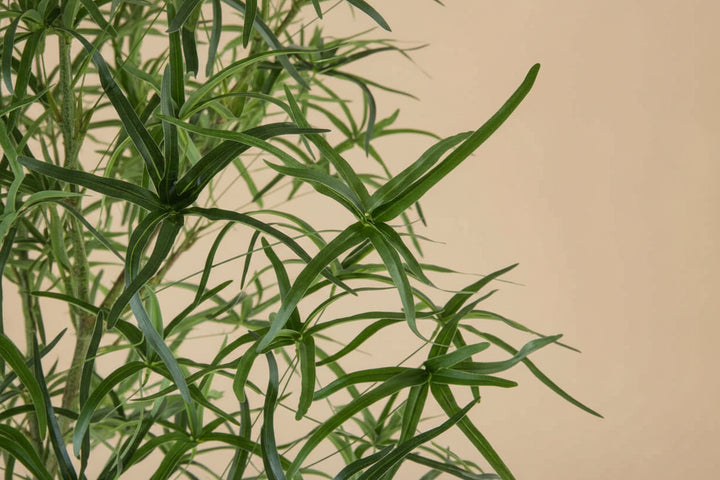 Australian Bottle Tree (Faux)