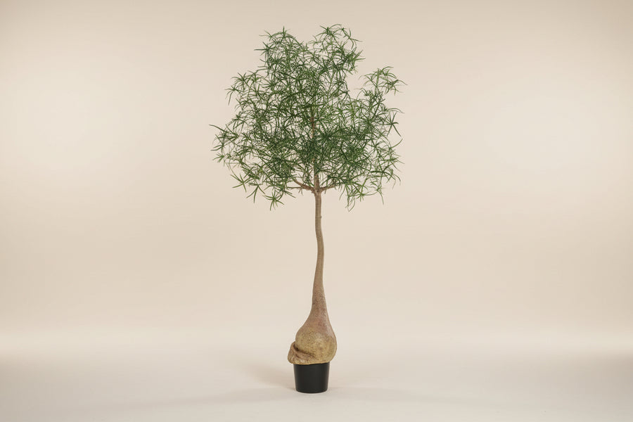 bottle tree bonsai Australian Bottle Tree (Faux) – The Old Yew Plant Shop