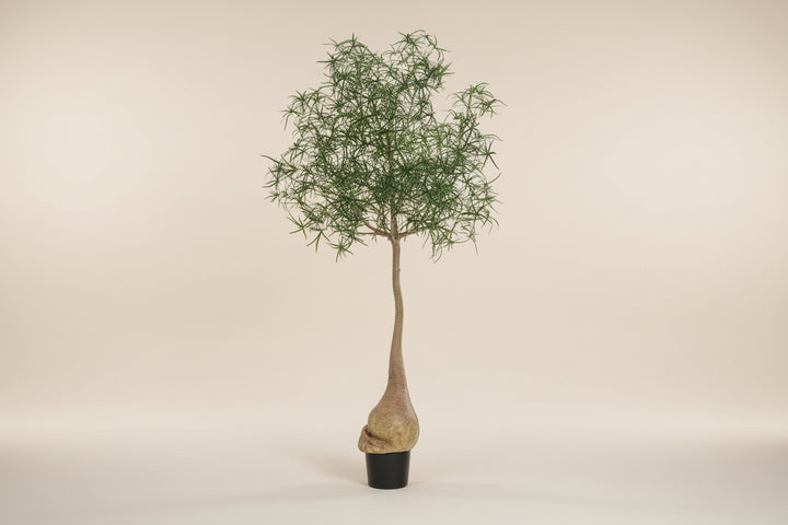 Australian Bottle Tree (Faux)