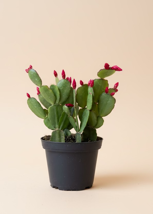 Easter Cactus