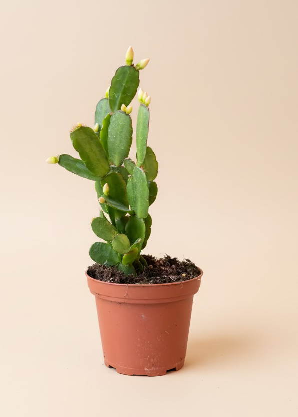 Easter Cactus