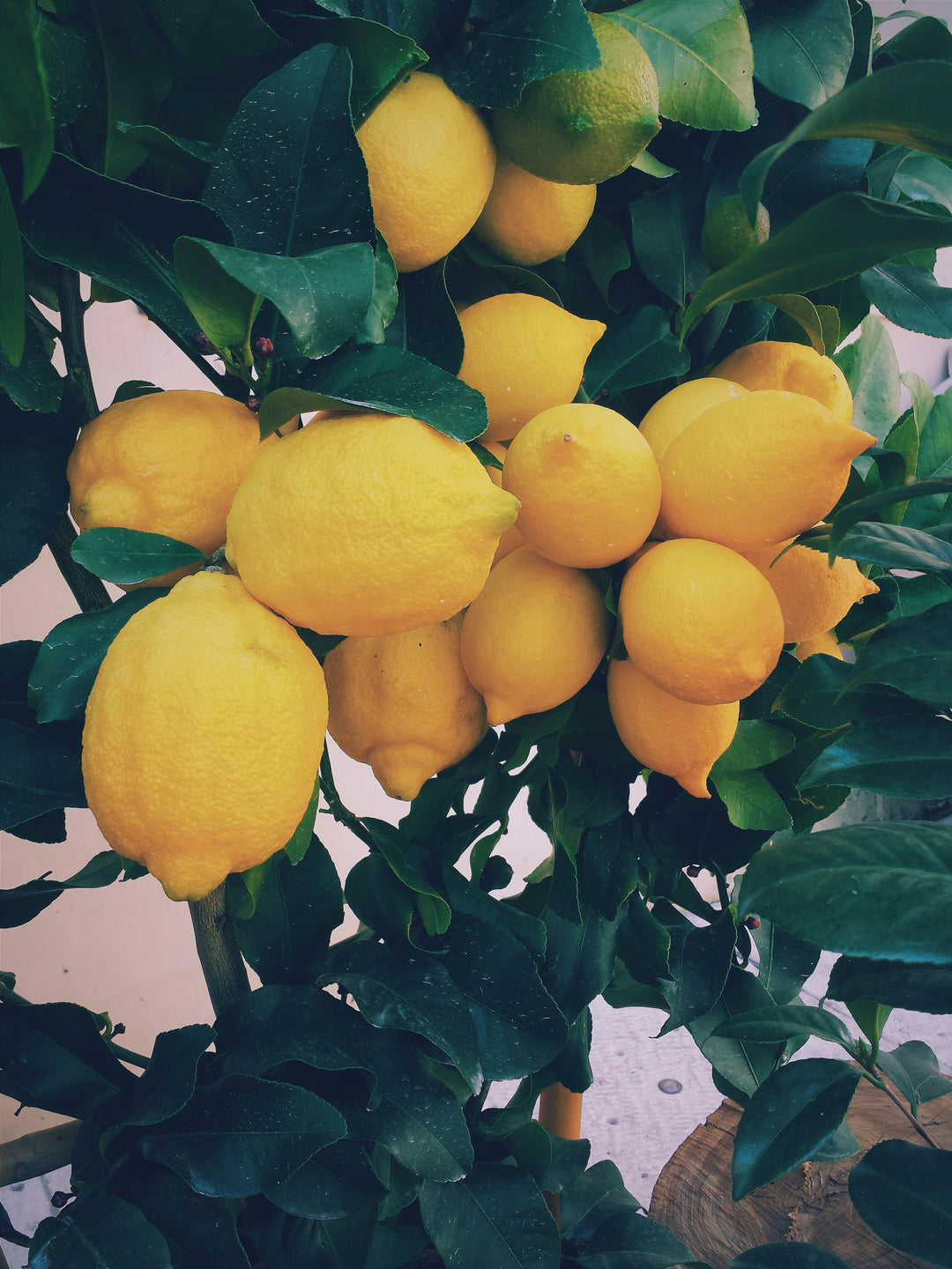 Citrus Trees