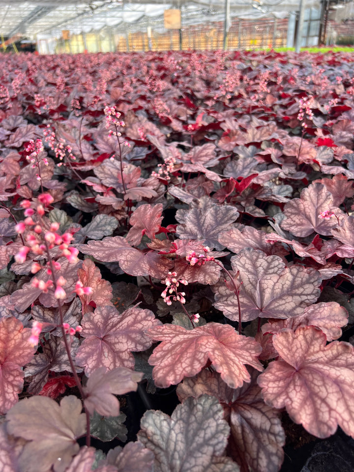 Coral Bells