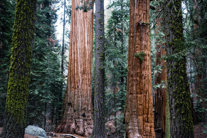 Giant Sequoia Tree Grow Kit