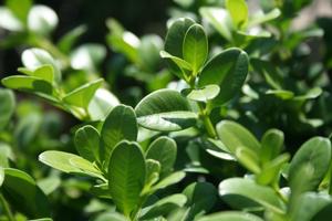 Green Beauty Boxwood