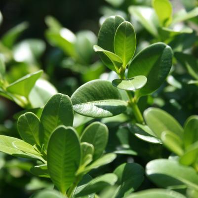 Green Beauty Boxwood