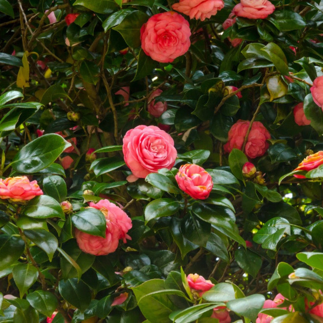 Jack's Camellia