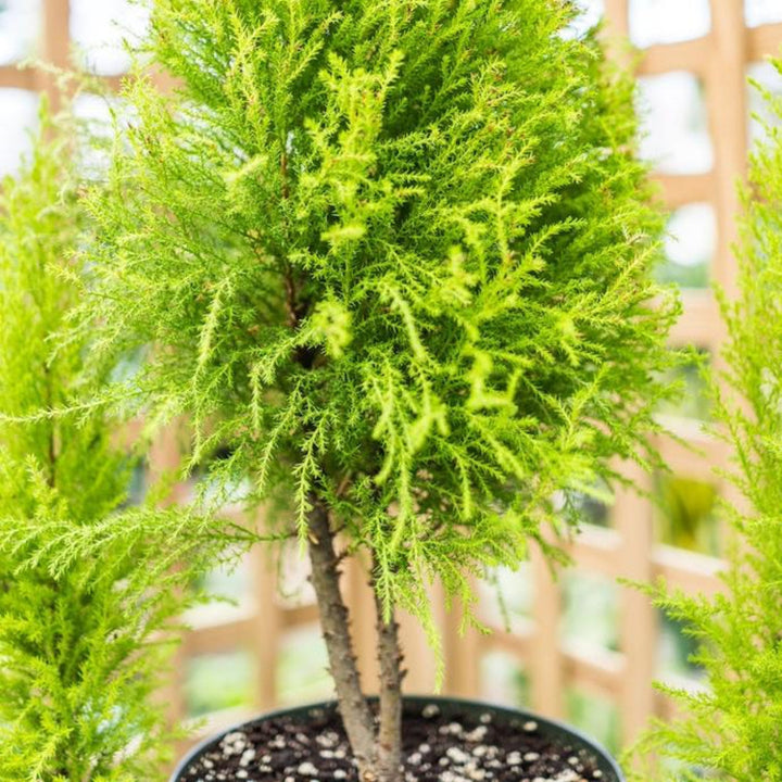 Lemon Cypress Tree Form Topiary