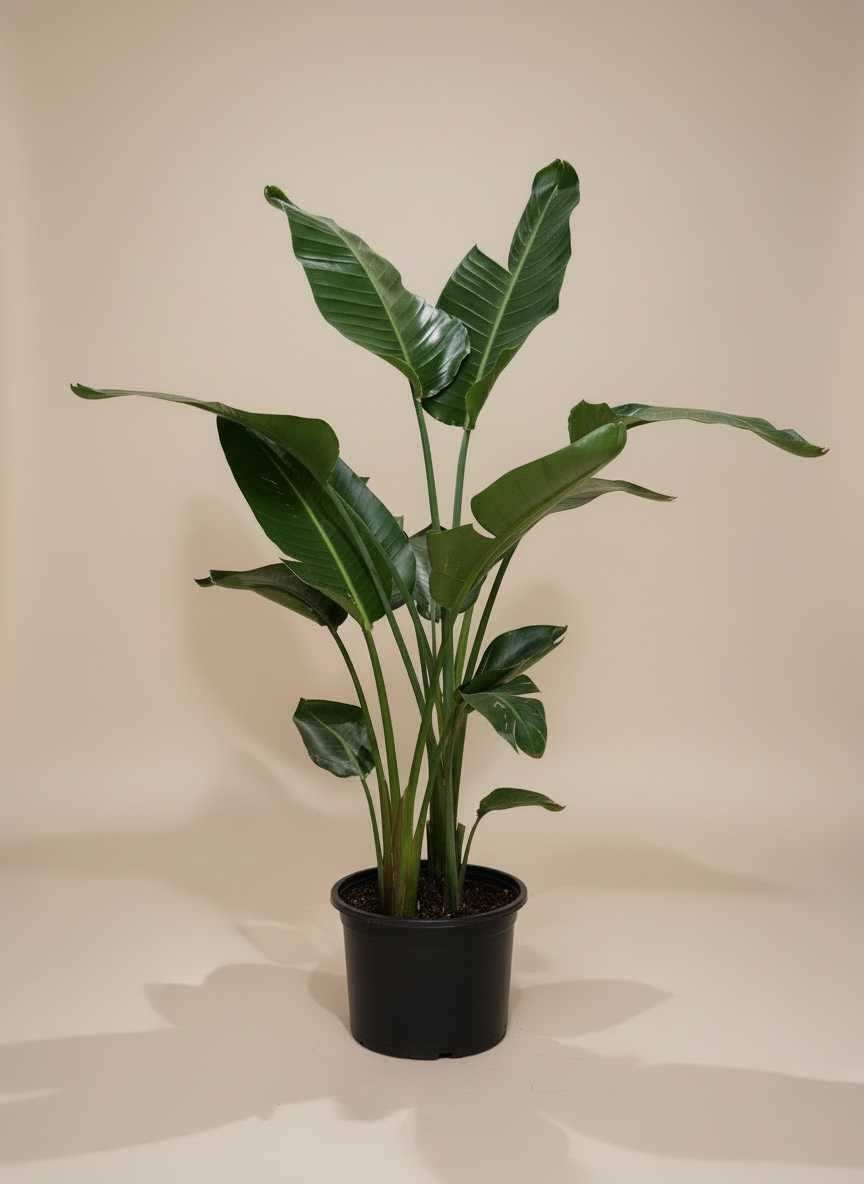 Bird of Paradise - Thumbnail 2