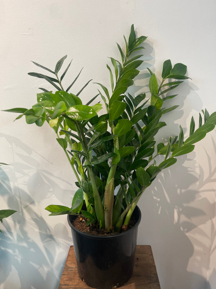ZZ Plant