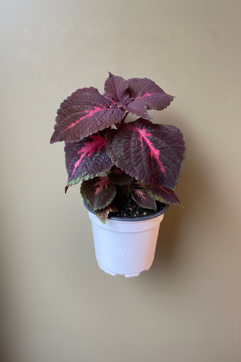 Coleus Colorblaze
