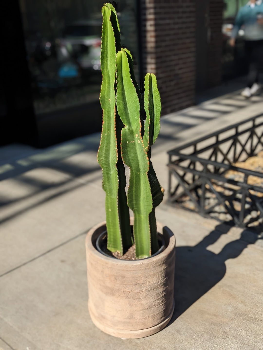 Euphorbia Ingens Cactus