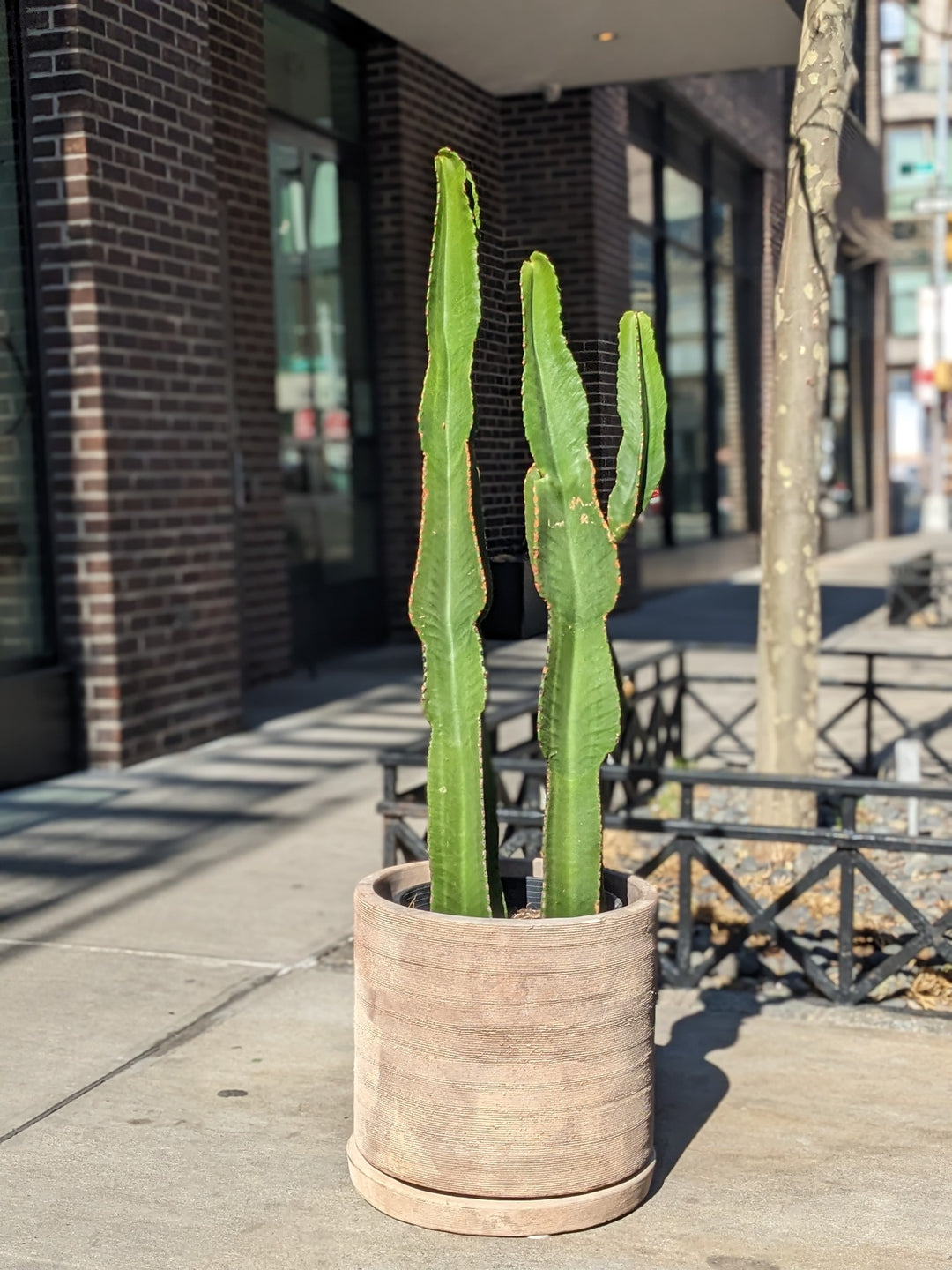 Euphorbia Ingens