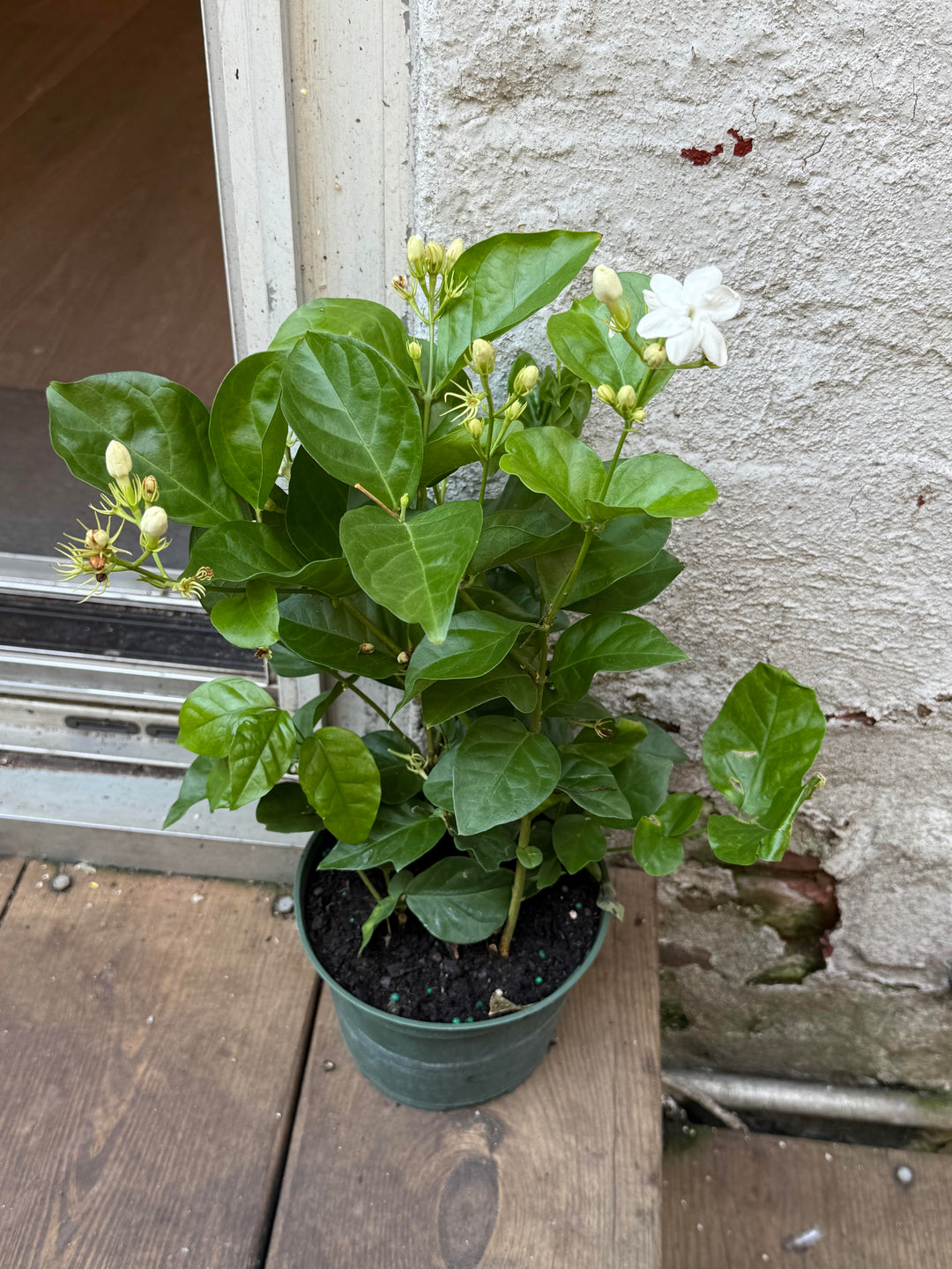 Jasmine