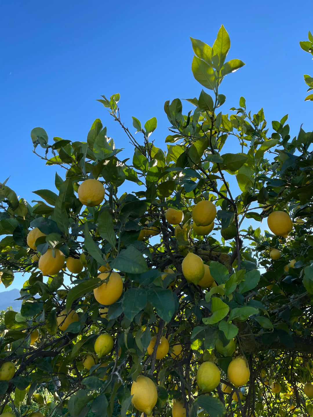 Citrus Trees