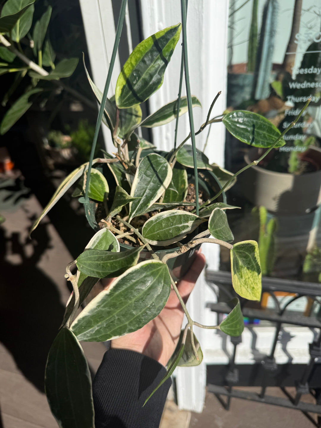 Hoya Macrophylla