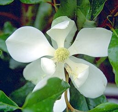 Bracken's Brown Beauty Magnolia