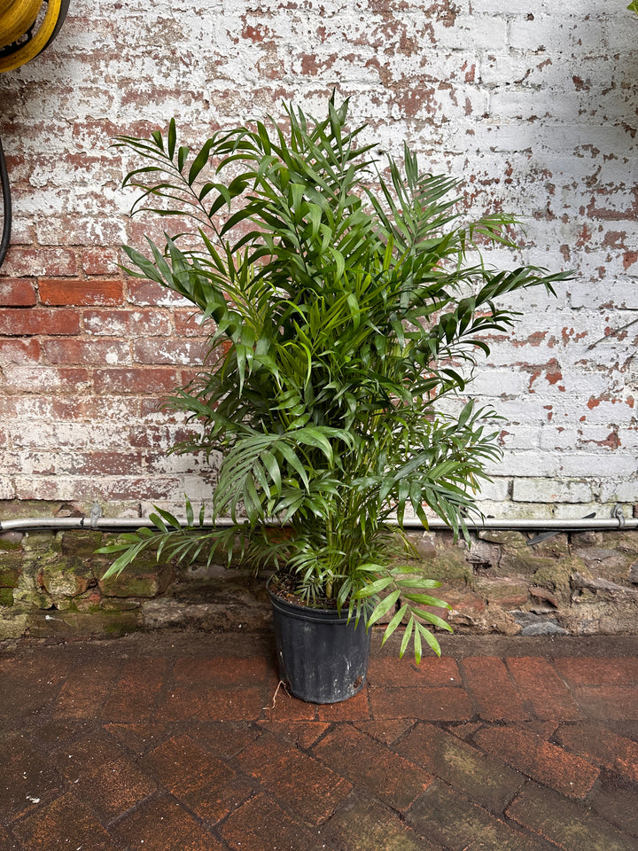 Parlor Palm