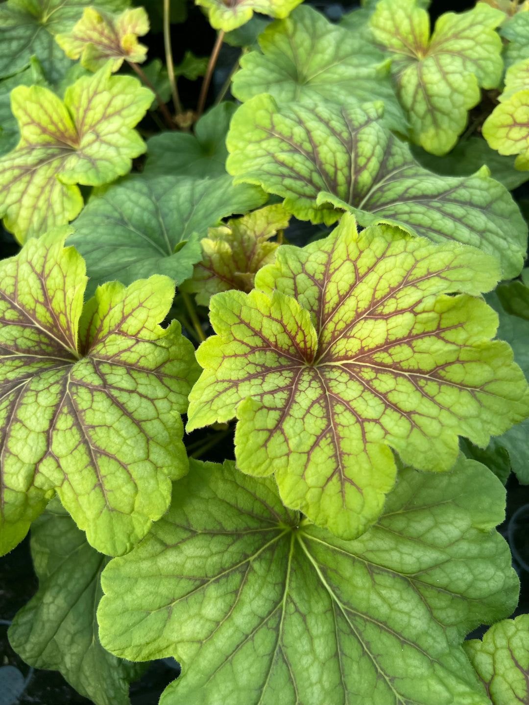 Coral Bells
