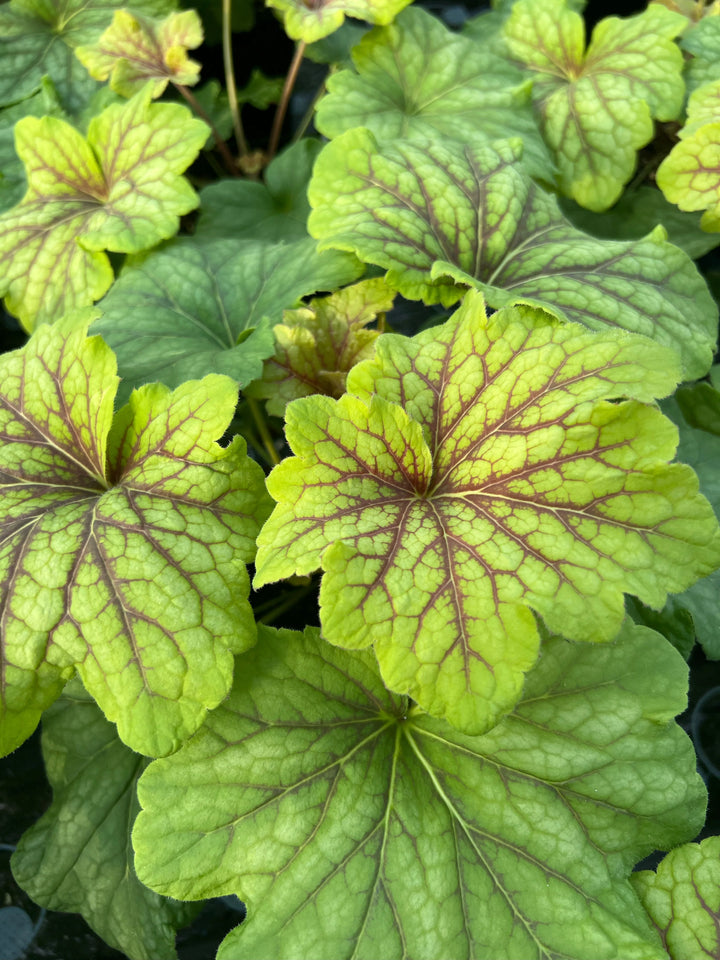 Coral Bells