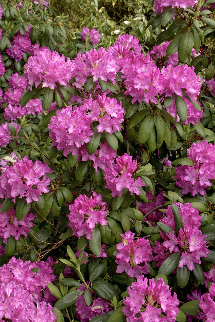 Roseum Elegans Rhododendron
