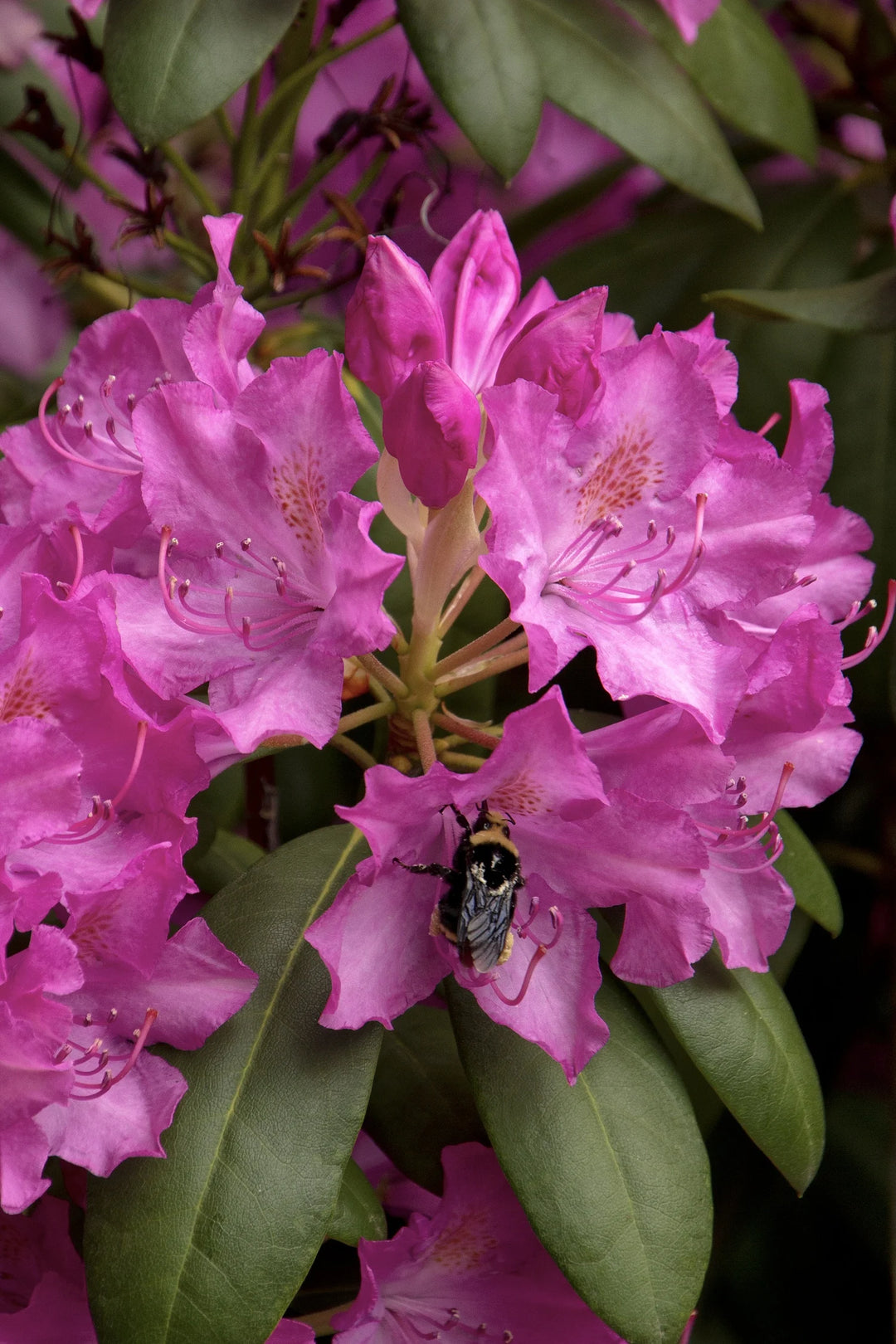 Roseum Elegans Rhododendron