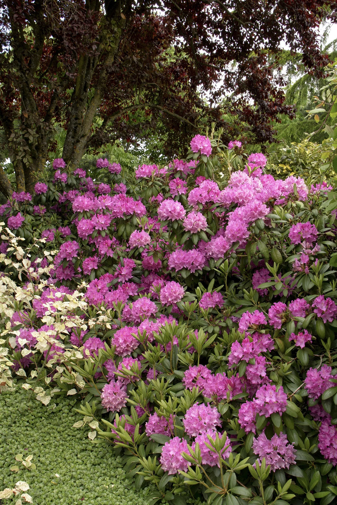 Roseum Elegans Rhododendron