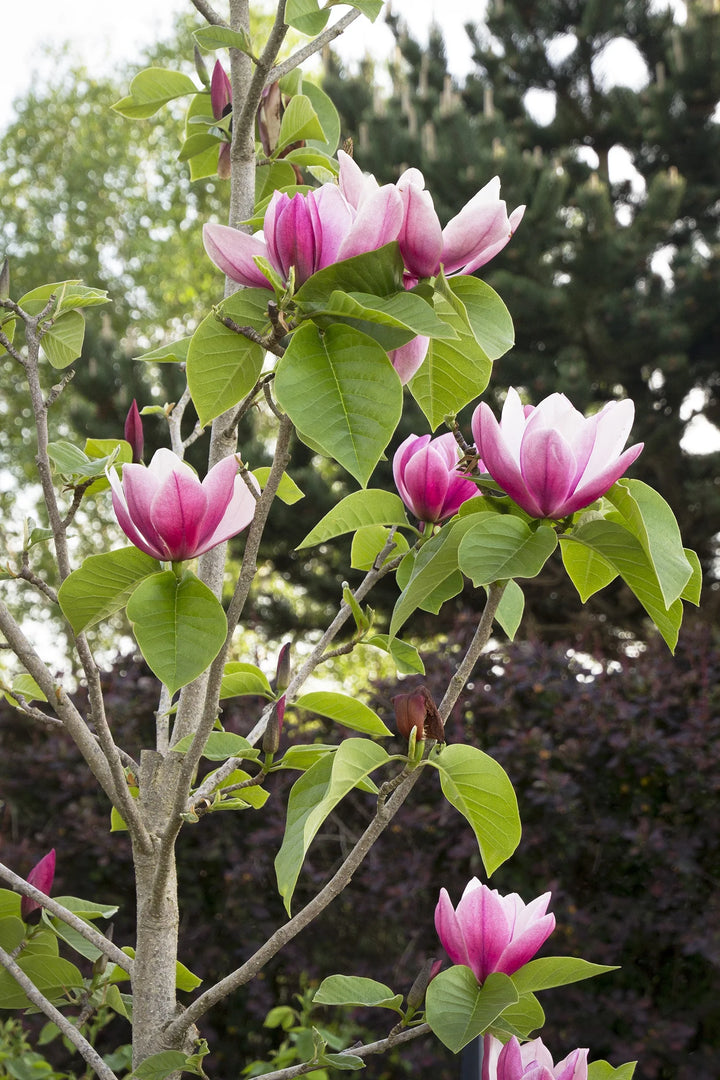 Rose Marie Magnolia