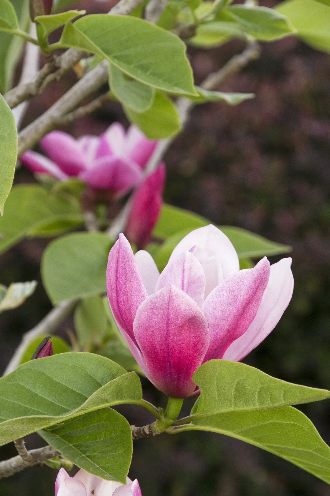Rose Marie Magnolia