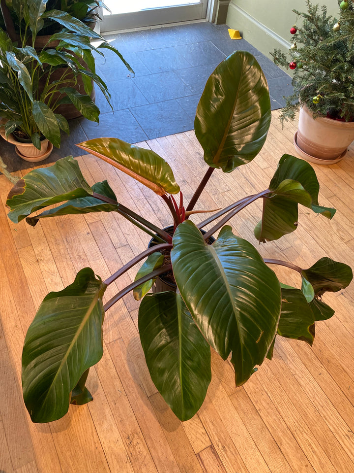 Philodendron 'Rojo Congo'