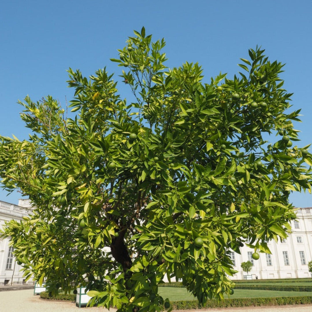 Persian 'Bearss' Lime Tree