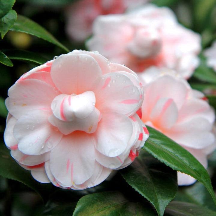 LA Peppermint Camellia